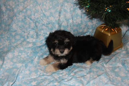 havanese-puppies